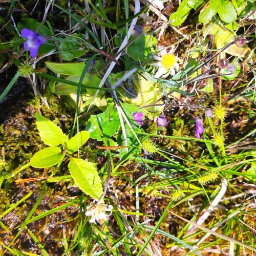Wald- und Kräuterwanderung