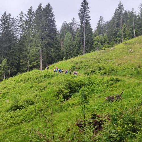 Wald- und Kräuterwanderung