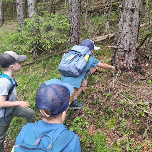 Wald- und Kräuterwanderung