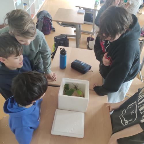 Insekten
