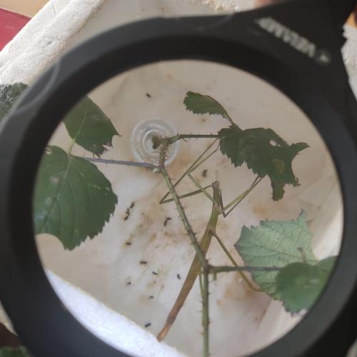 Insekten