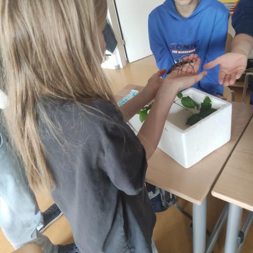 Insekten