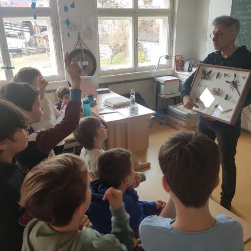 Insekten