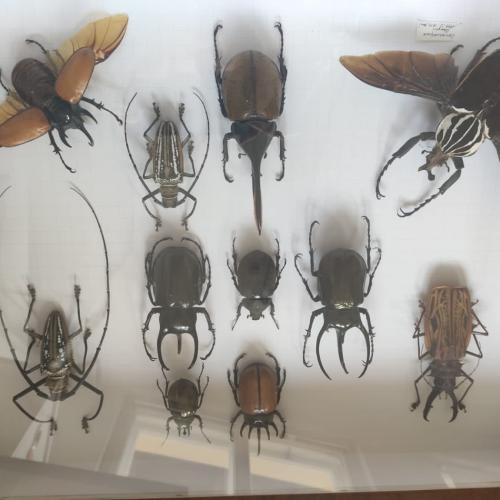 Insekten