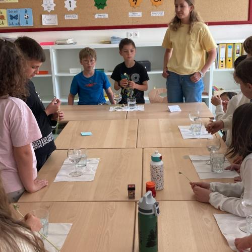 Projekttag Wiese