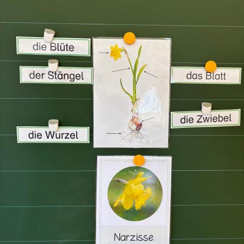 Projekttag Wiese