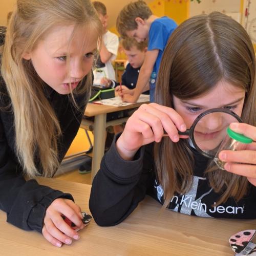 Projekttag Wiese