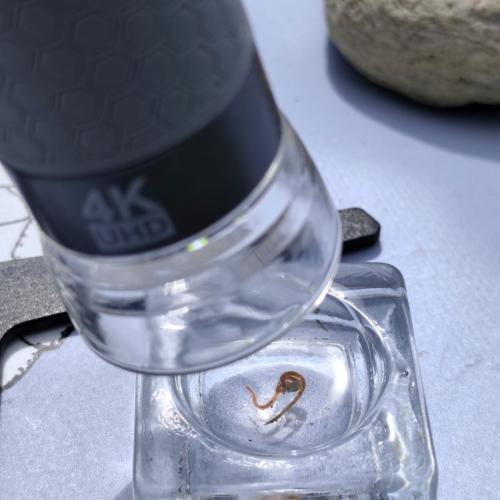 Wassertag