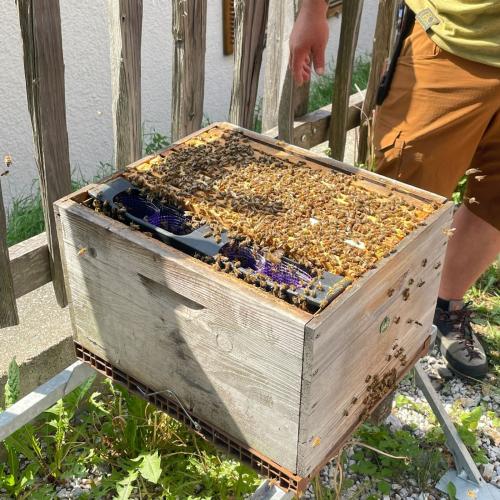 Bienen