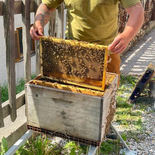 Bienen