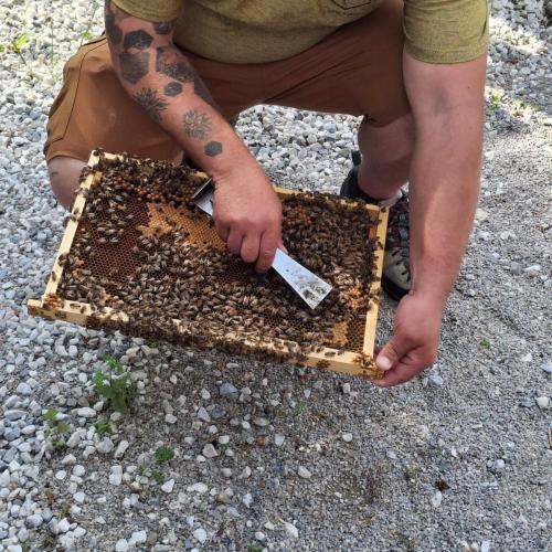 Bienen