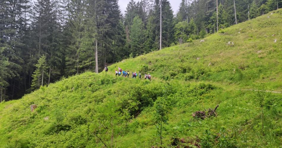 Wald- und Kräuterwanderung