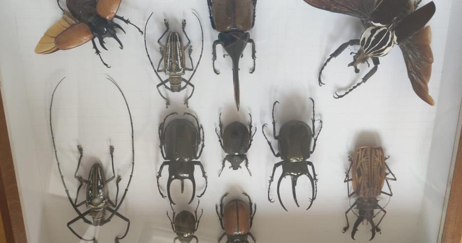 Insekten